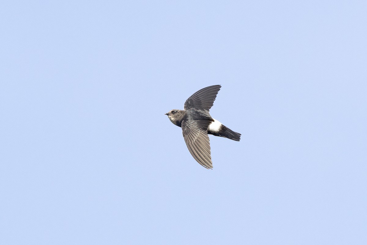 Little Swift - Chris Venetz | Ornis Birding Expeditions