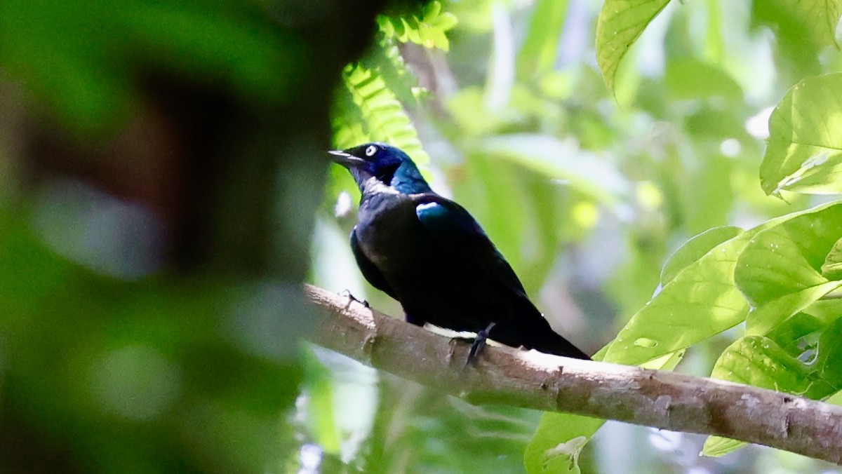 Principe Starling - Claudi Racionero