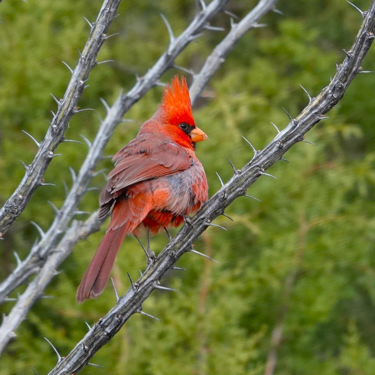 Northern Cardinal - ML615878603