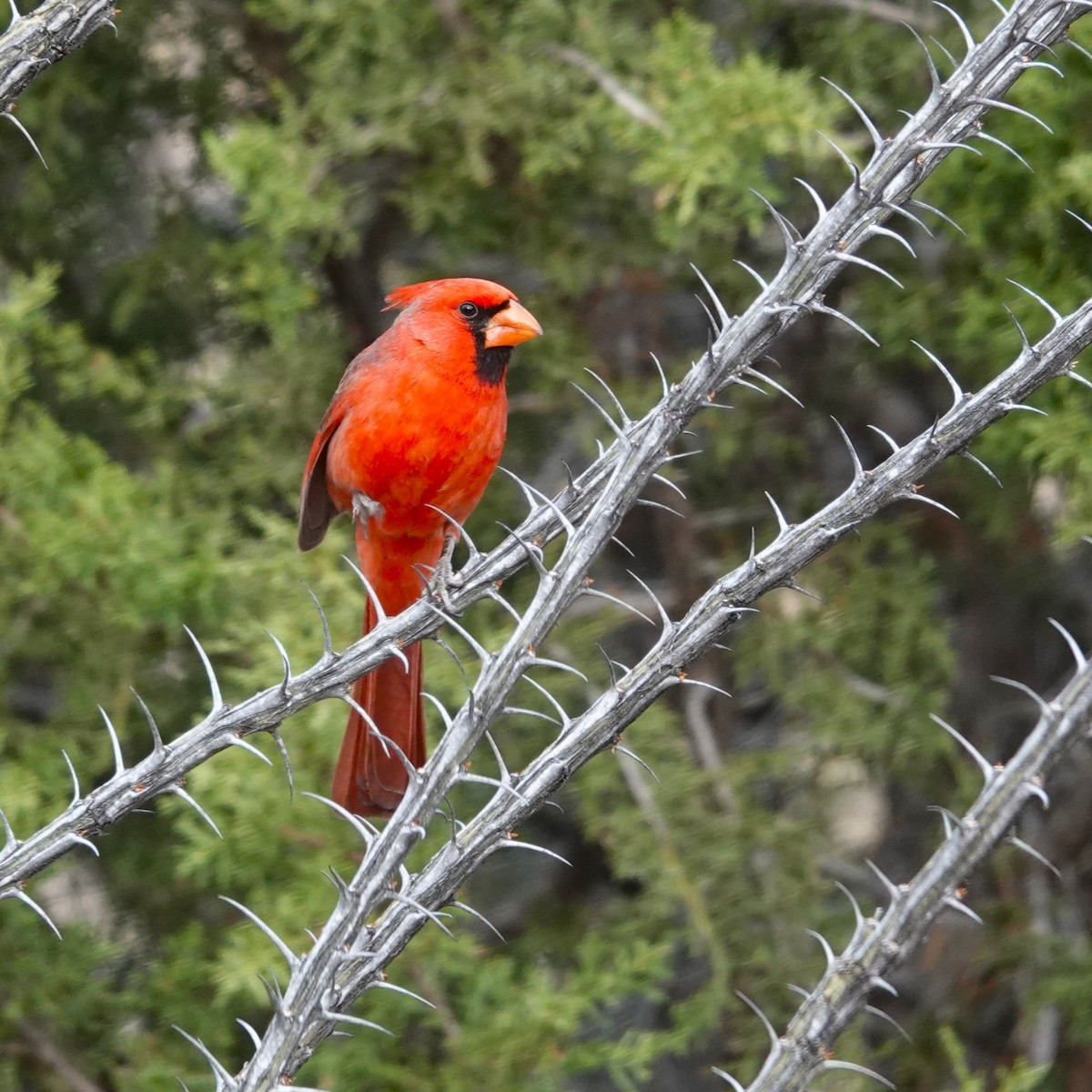 Northern Cardinal - ML615878604