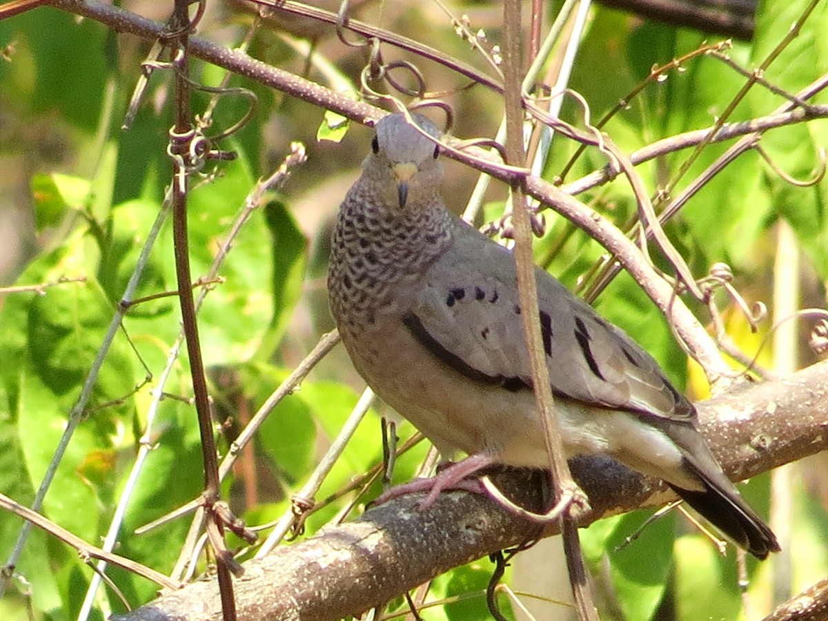 Common Ground Dove - ML615878609