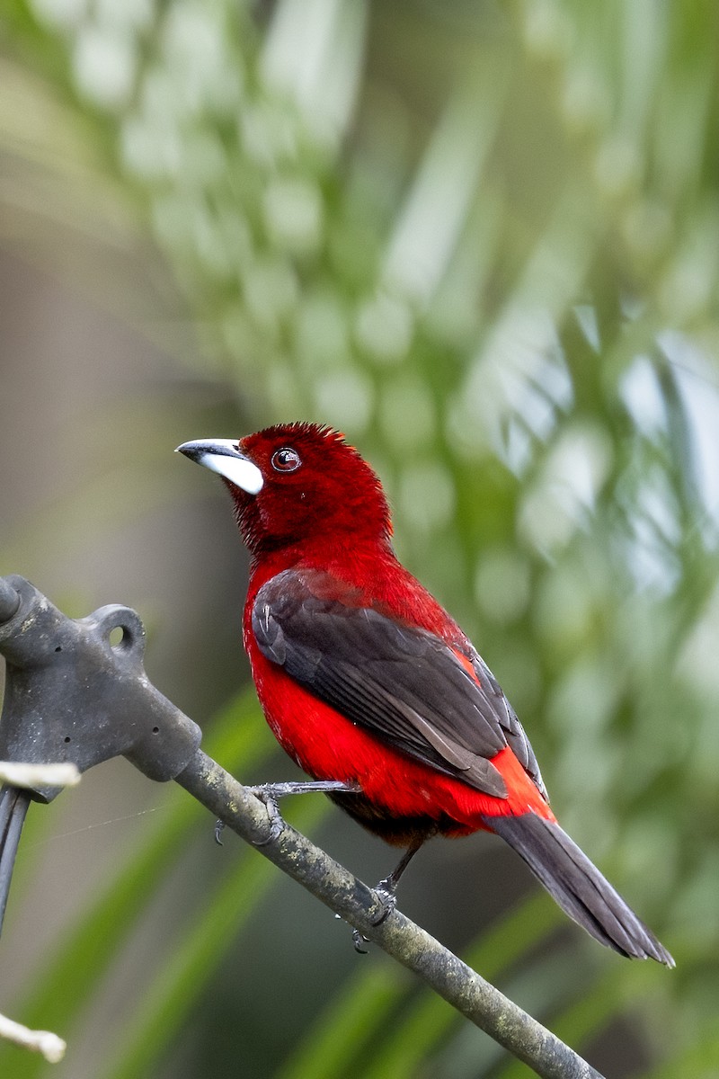 Crimson-backed Tanager - Mike “Champ” Krzychylkiewicz