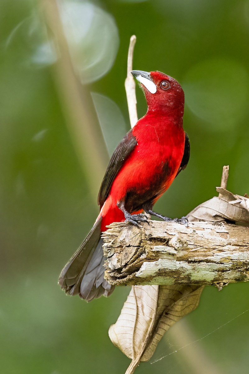 Crimson-backed Tanager - Mike “Champ” Krzychylkiewicz