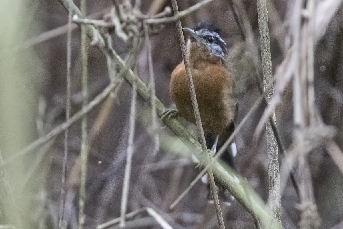 Ferruginous Antbird - ML615878635