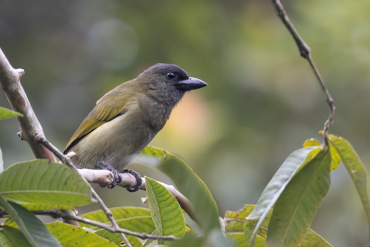 Green Barbet - Chris Venetz | Ornis Birding Expeditions
