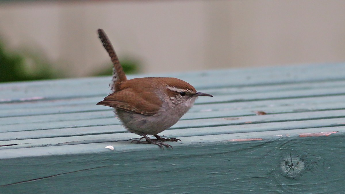 Bewick's Wren - ML615878645