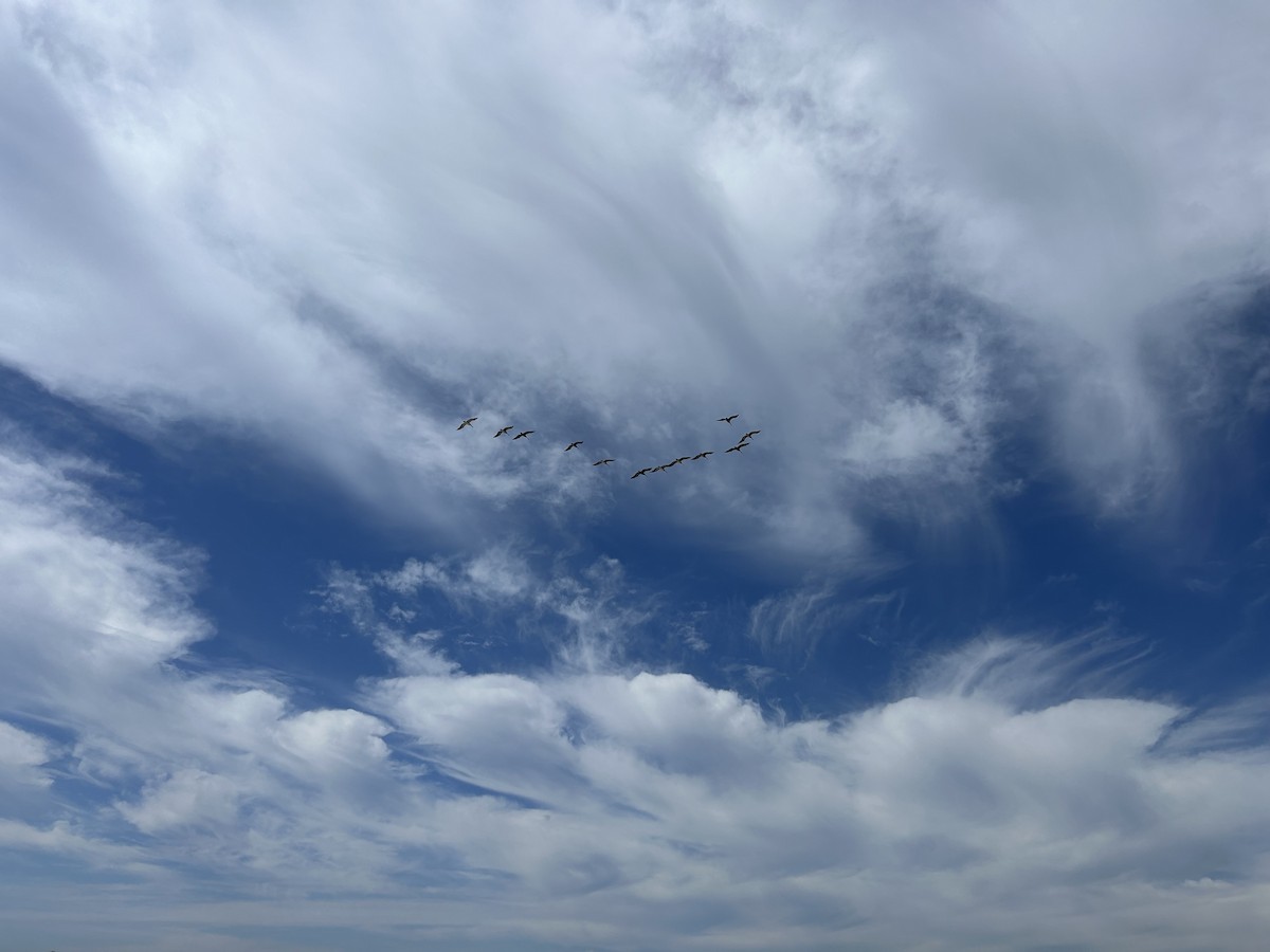 Brown Pelican - ML615878646