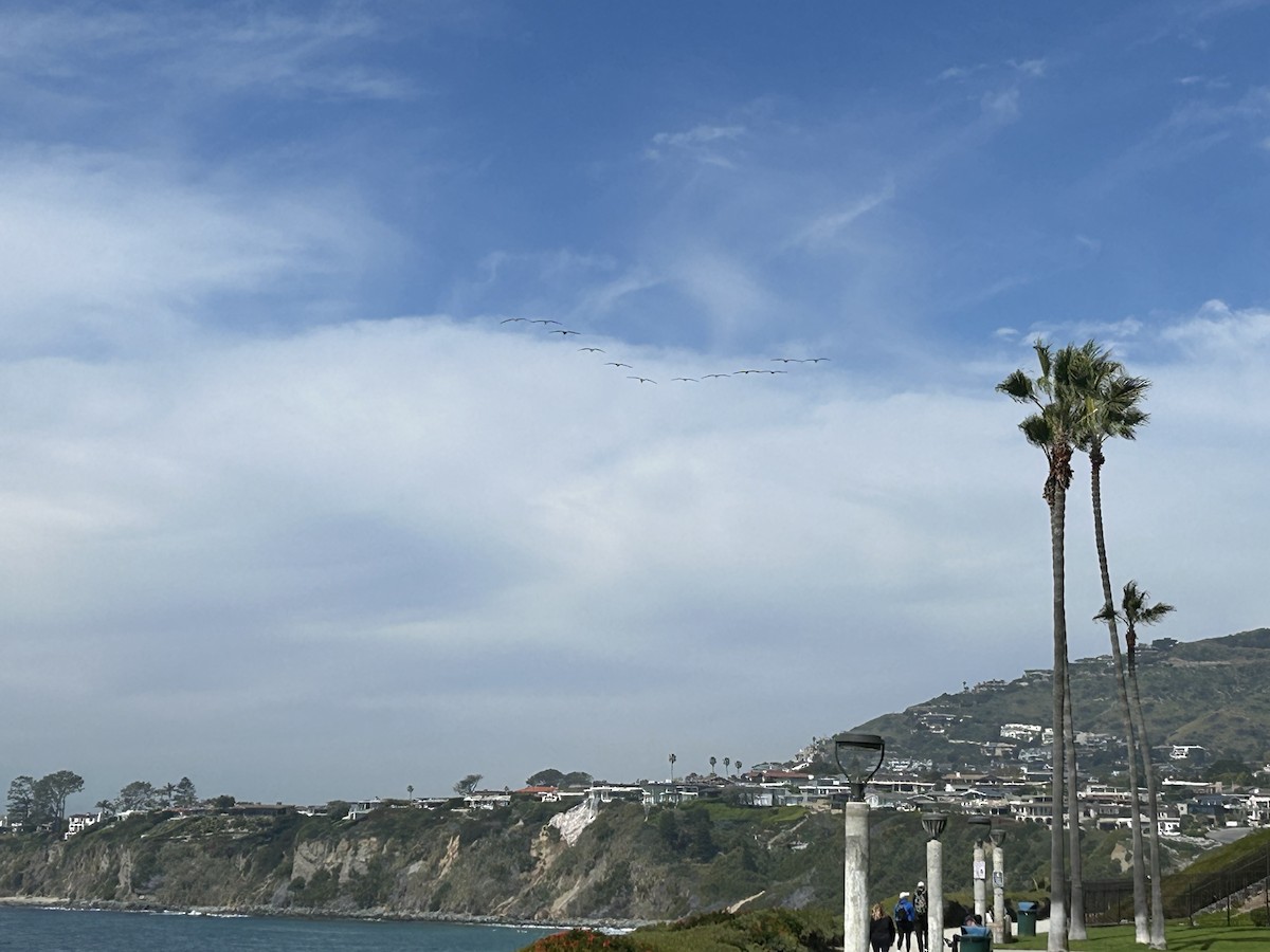 Brown Pelican - ML615878648