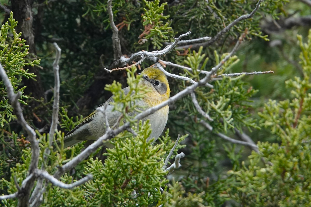 Olive Warbler - Cliff Cordy