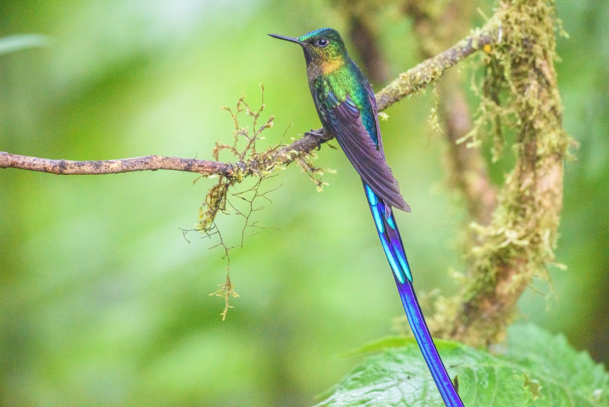 Violet-tailed Sylph - ML615878664