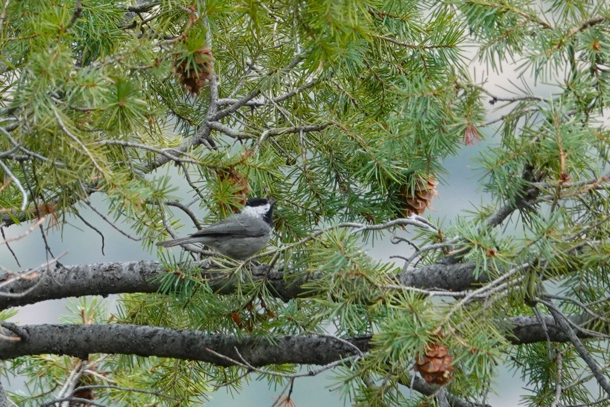 Mexican Chickadee - ML615878675