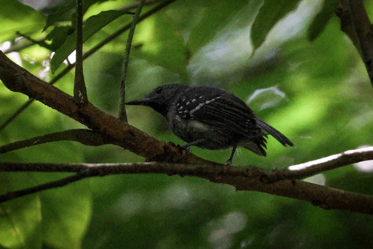 White-flanked Antwren (Silvery-flanked) - Skip Russell