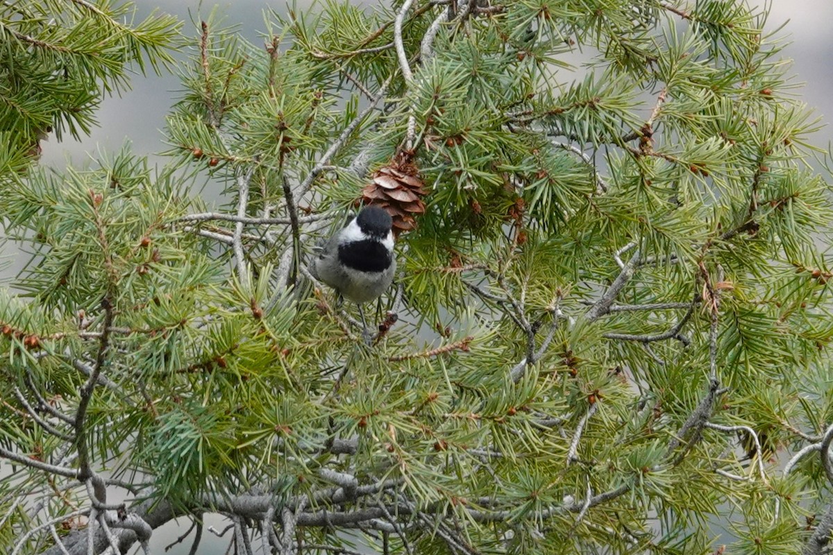 Mexican Chickadee - ML615878677