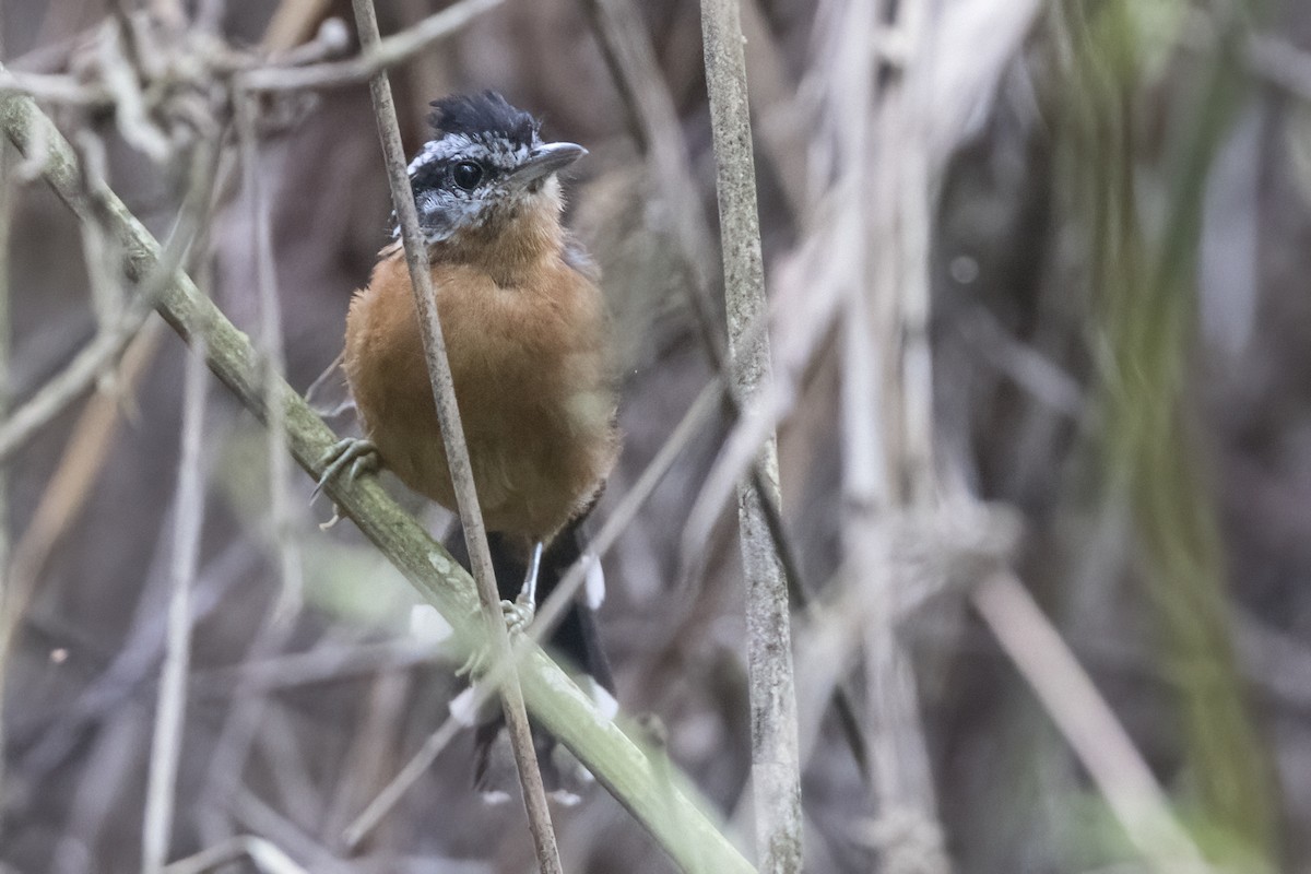 Ferruginous Antbird - Robert Lockett