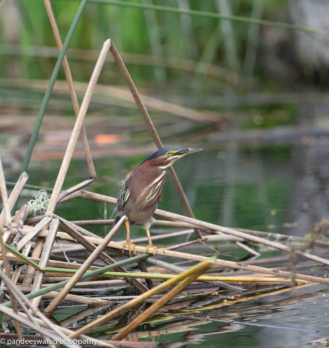 Green Heron - ML615878761