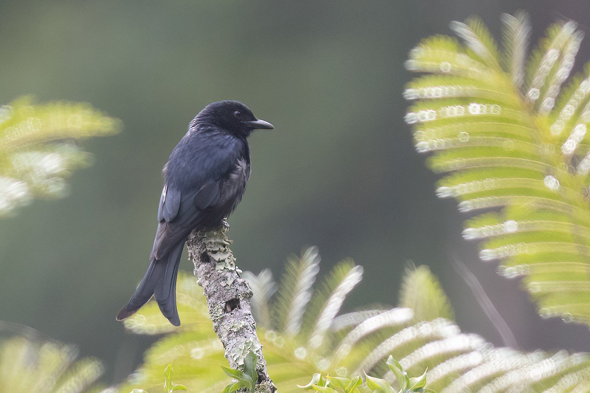 Drongo brillant (groupe adsimilis) - ML615878766