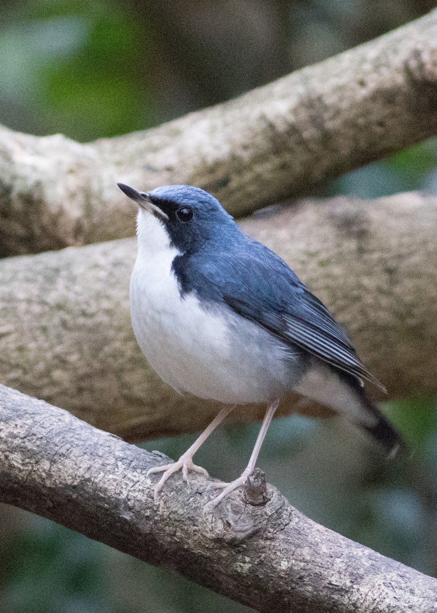 Siberian Blue Robin - ML615878784