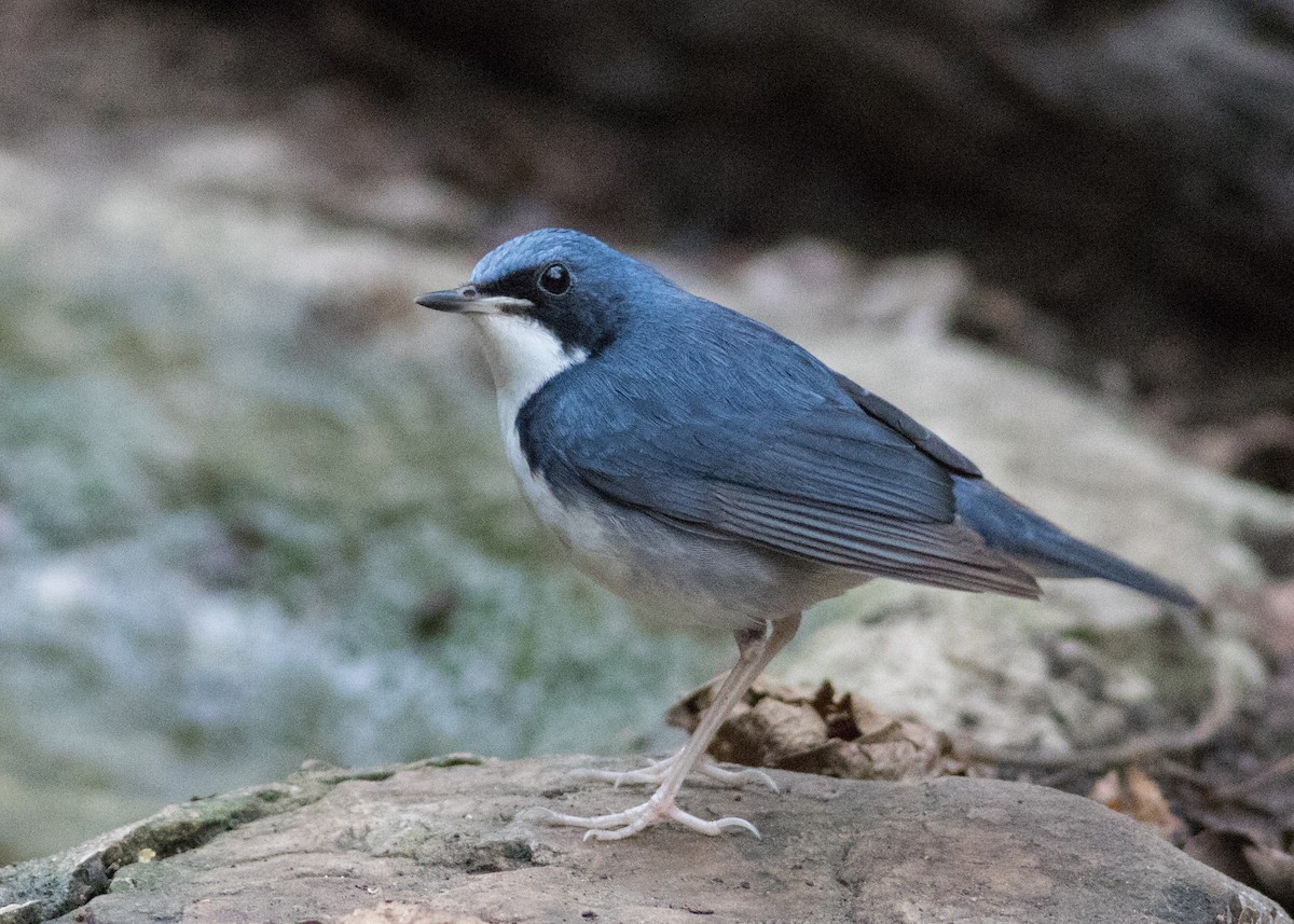 Siberian Blue Robin - ML615878790