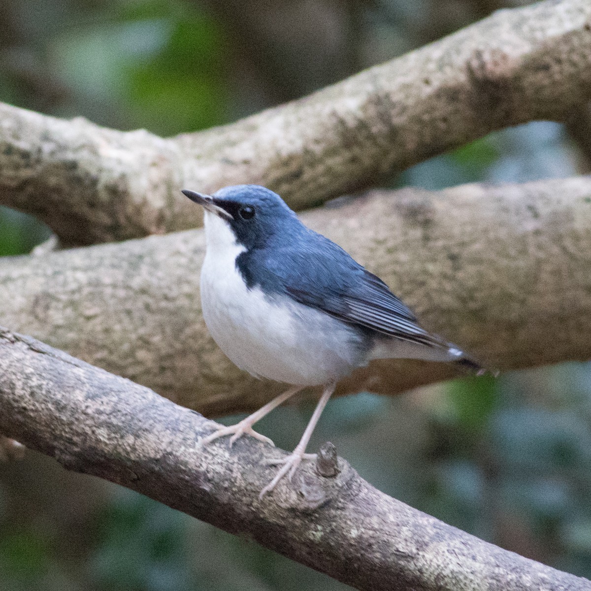 Siberian Blue Robin - ML615878791