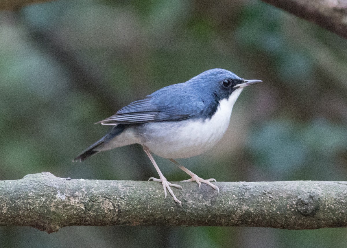 Siberian Blue Robin - ML615878792