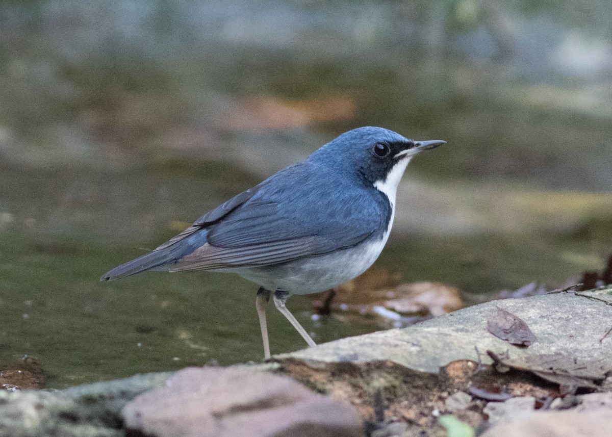 Siberian Blue Robin - ML615878793