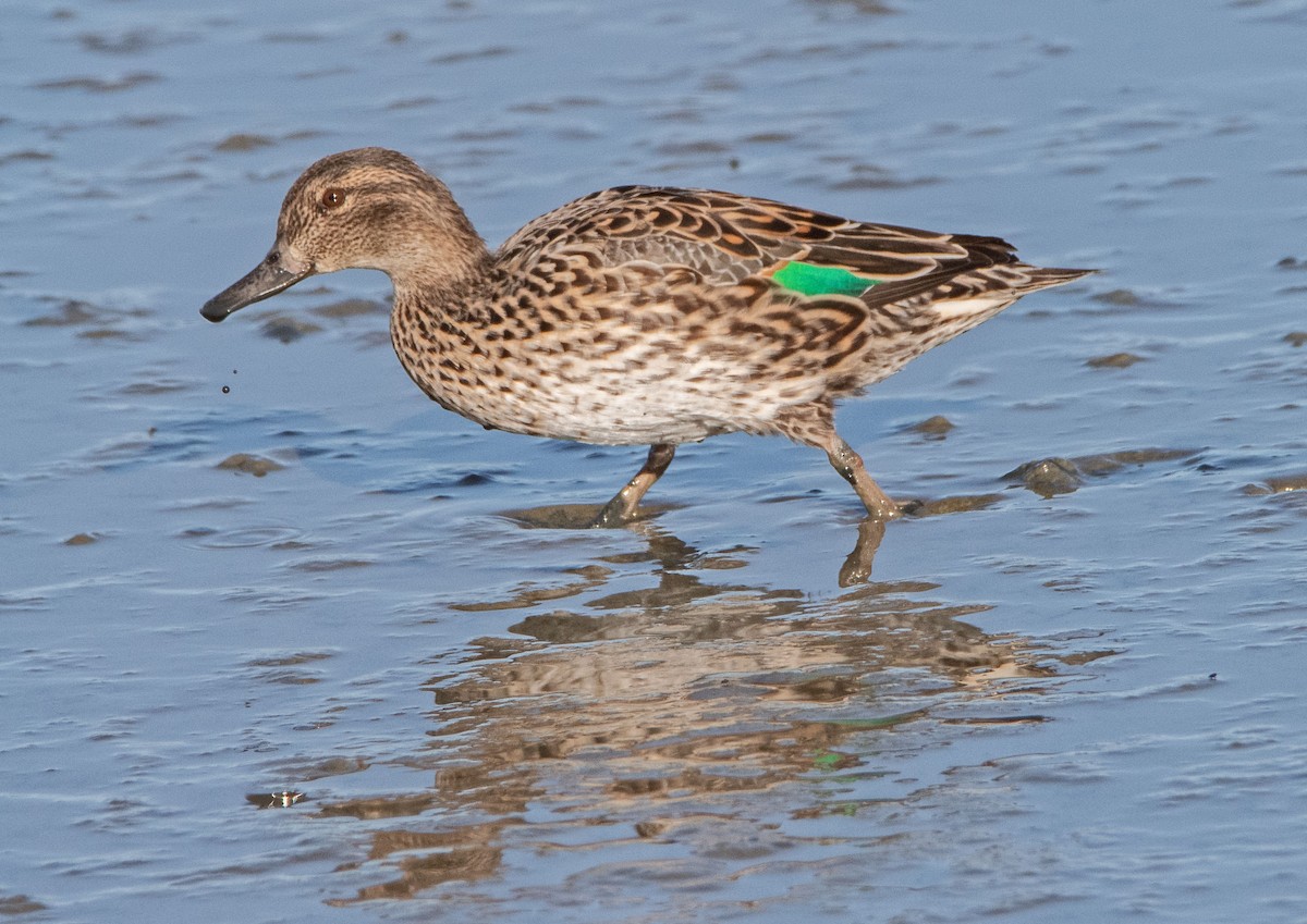 Green-winged Teal - ML615878802