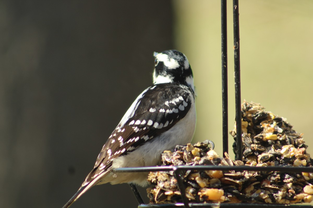 Hairy Woodpecker - ML615878808