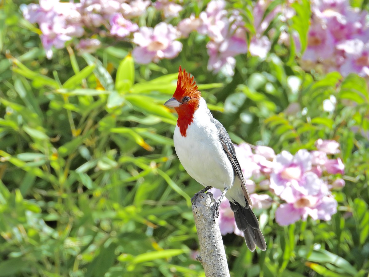Red-crested Cardinal - ML615878832