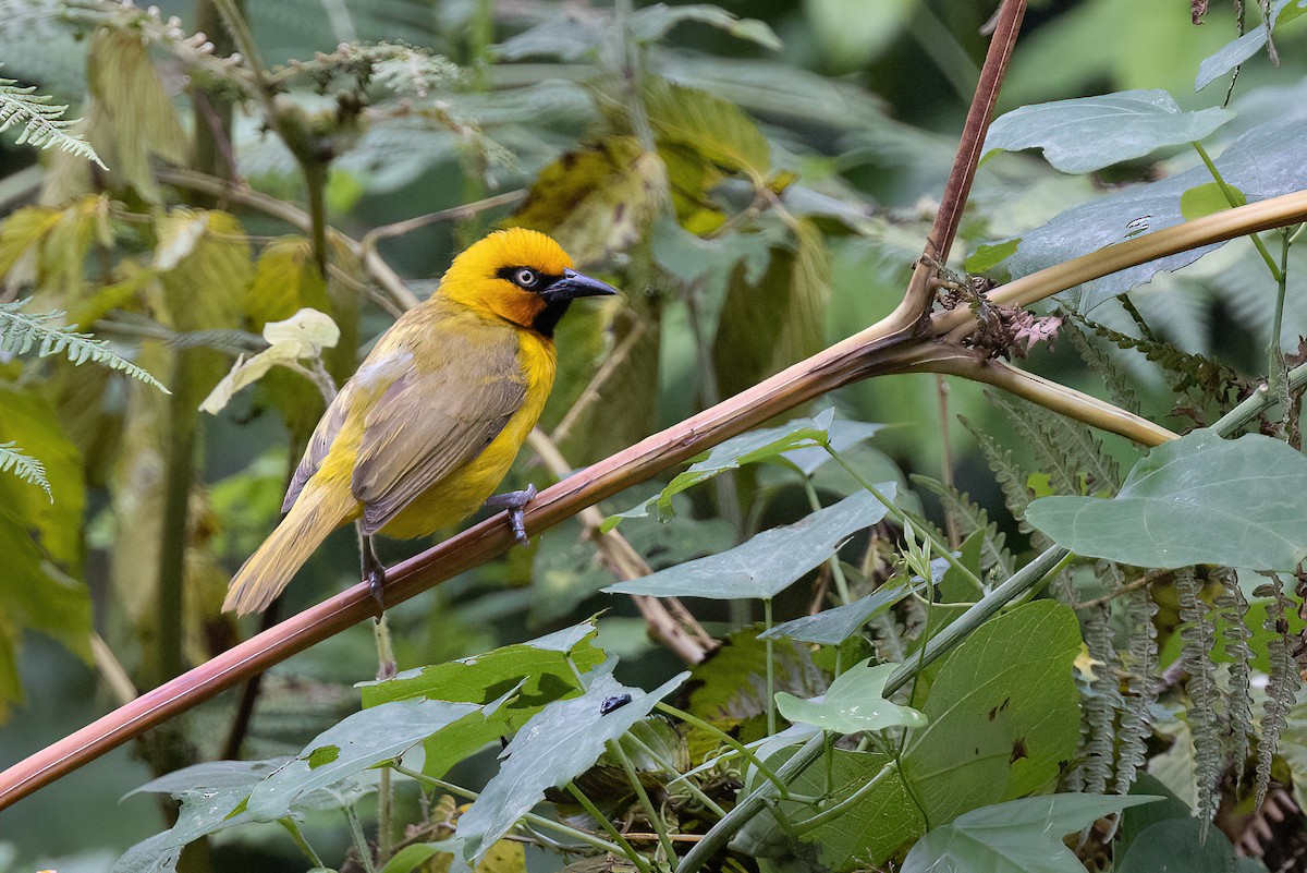 Spectacled Weaver - Chris Venetz | Ornis Birding Expeditions