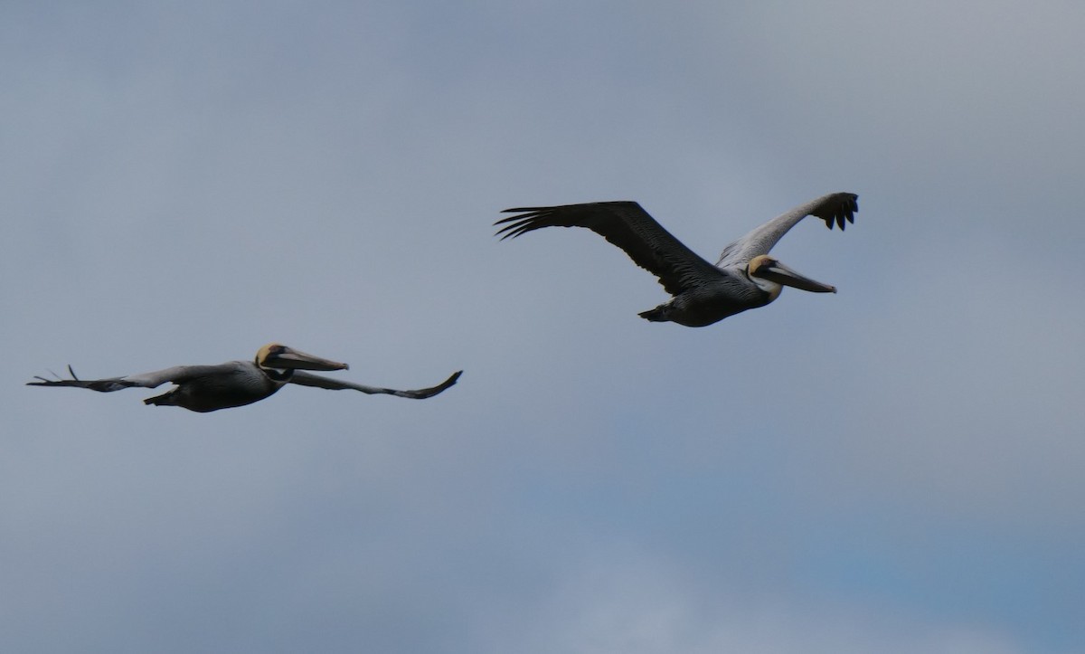 Brown Pelican - ML615878880