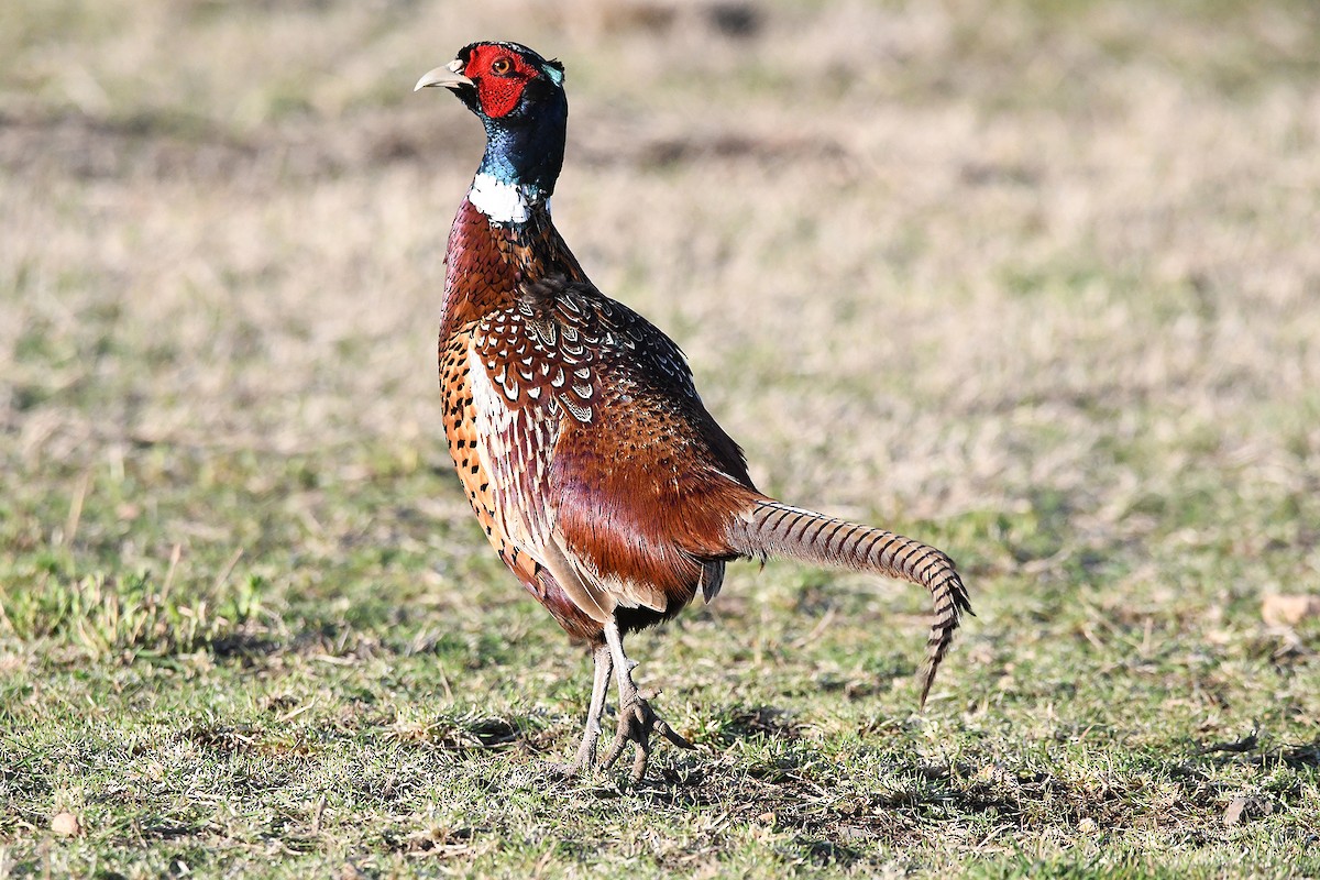 Ring-necked Pheasant - ML615878883