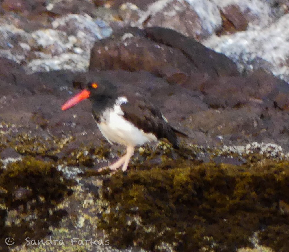 American Oystercatcher - ML615878906