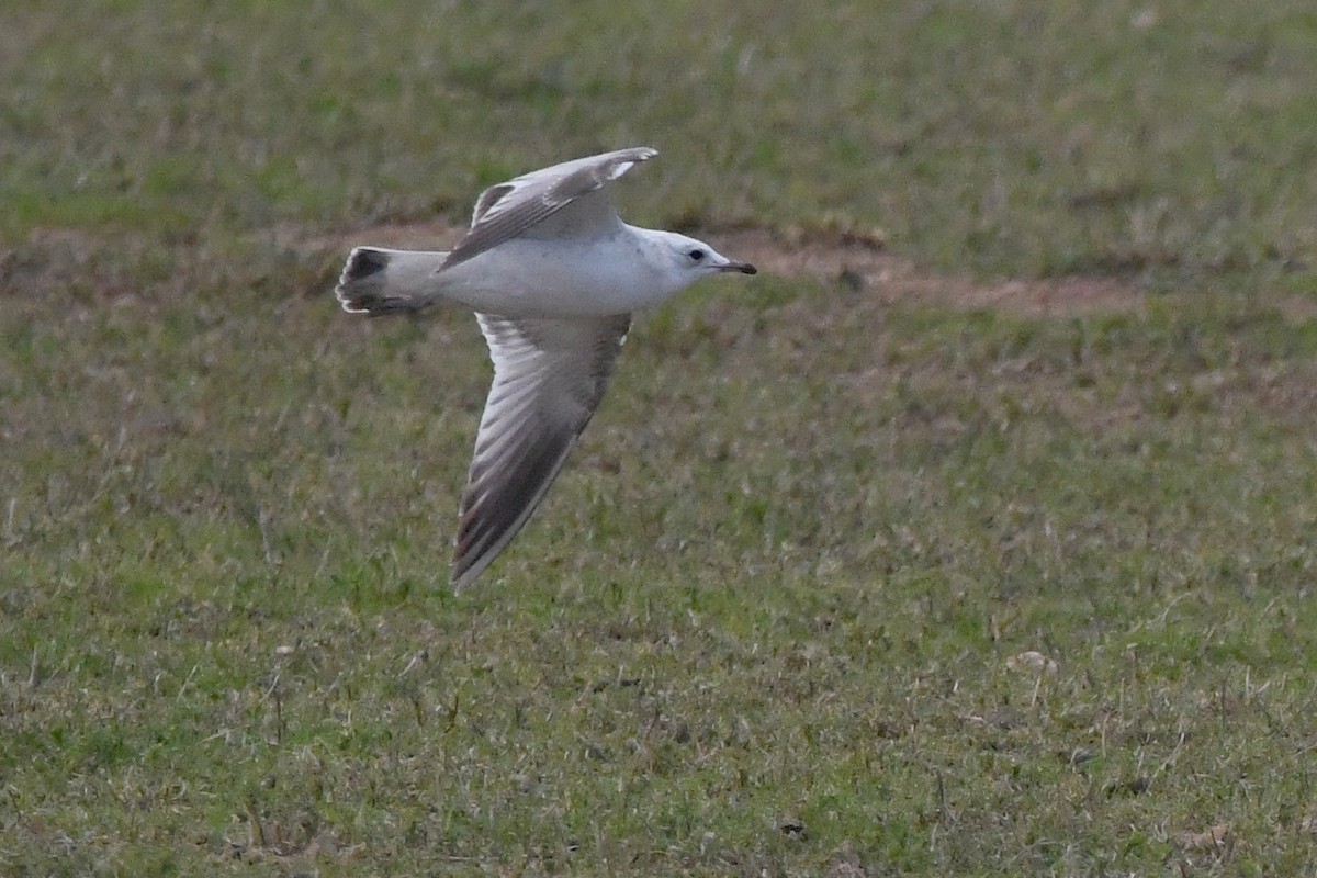 Common Gull - ML615878923