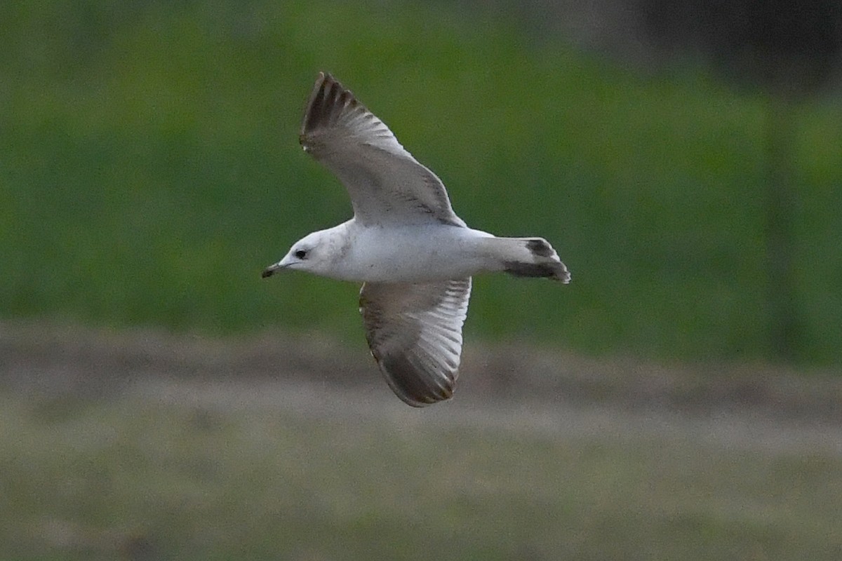 Common Gull - ML615878925