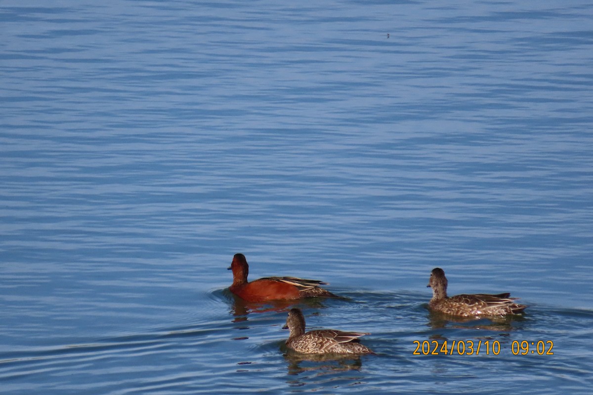 Cinnamon Teal - ML615878933