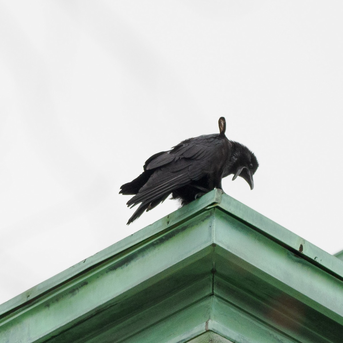 Common Raven - ML615878936