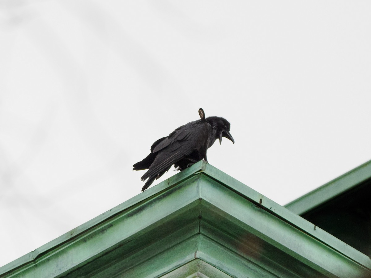 Common Raven - ML615878937