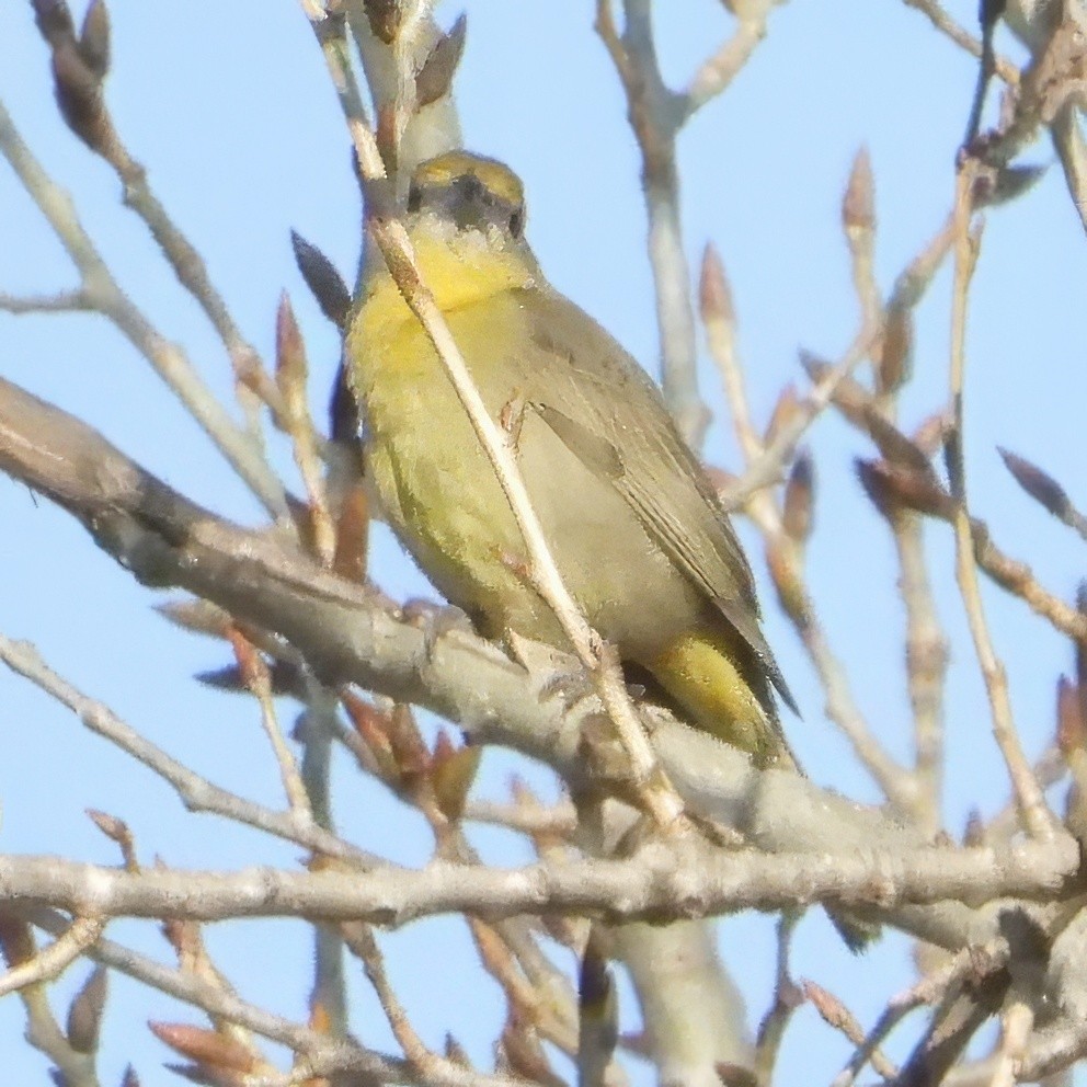 Hepatic Tanager - Chris Spurgeon