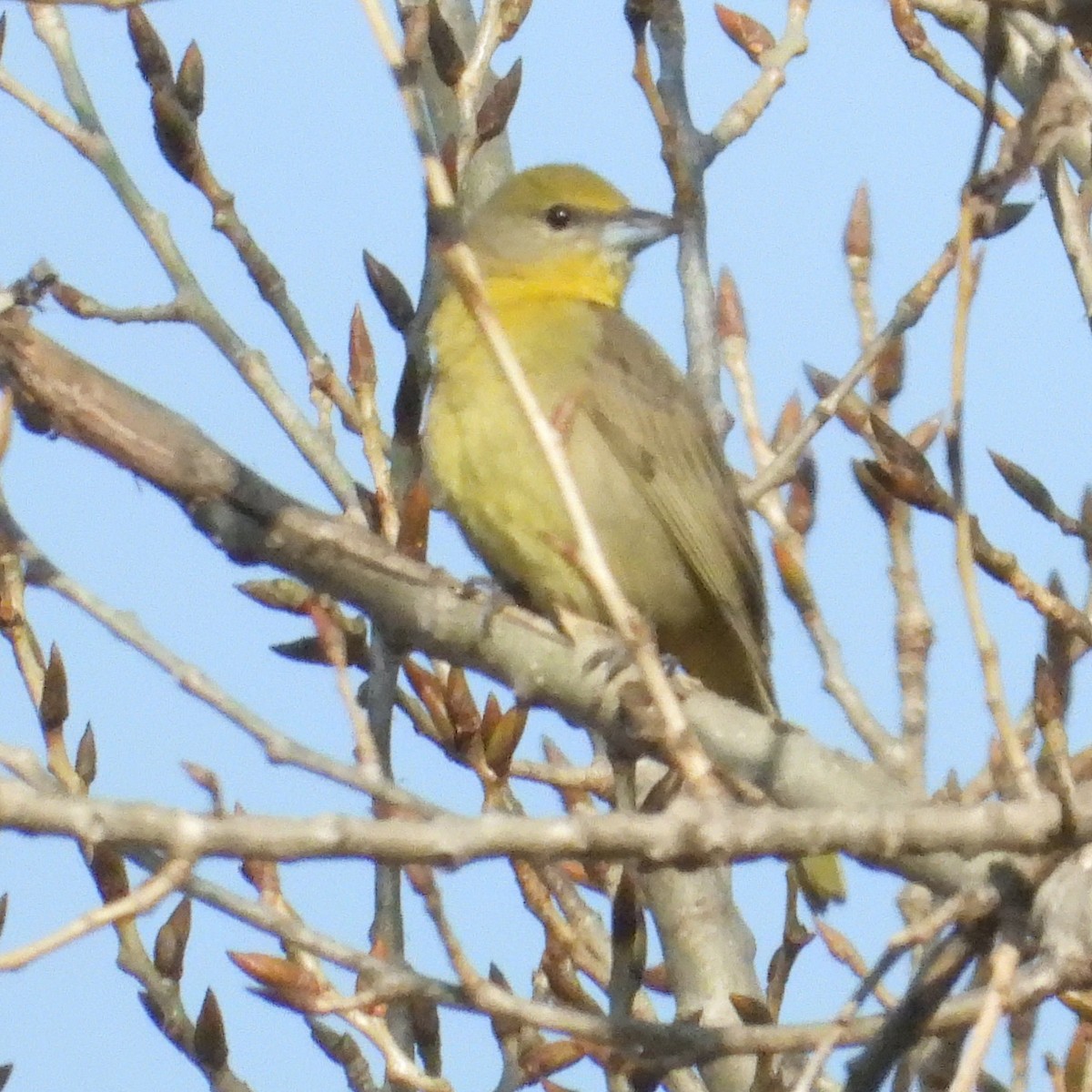 Hepatic Tanager - Chris Spurgeon