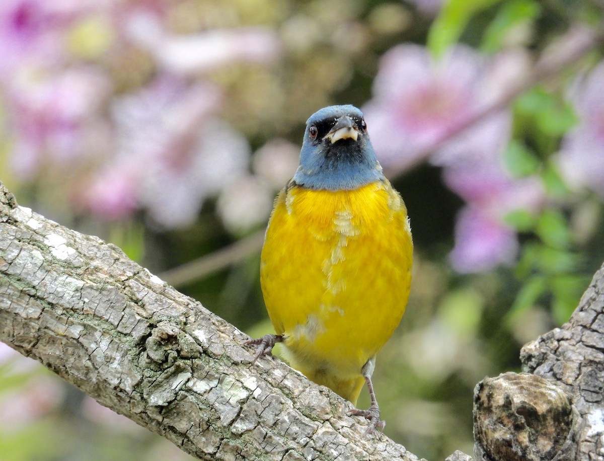 Blue-and-yellow Tanager - ML615878972
