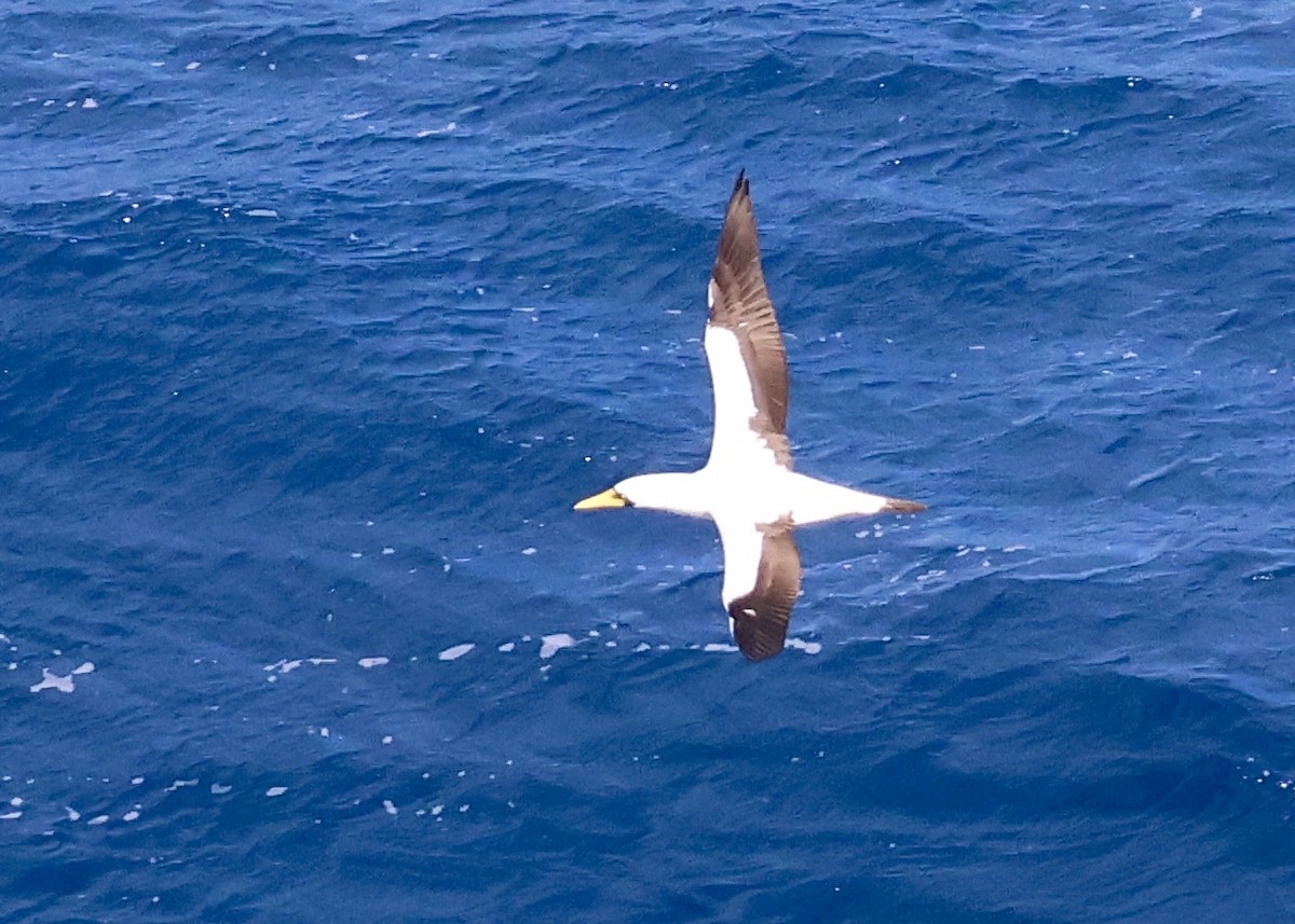 Masked Booby - ML615879012