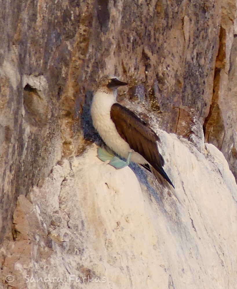 Blue-footed Booby - Sandra Farkas