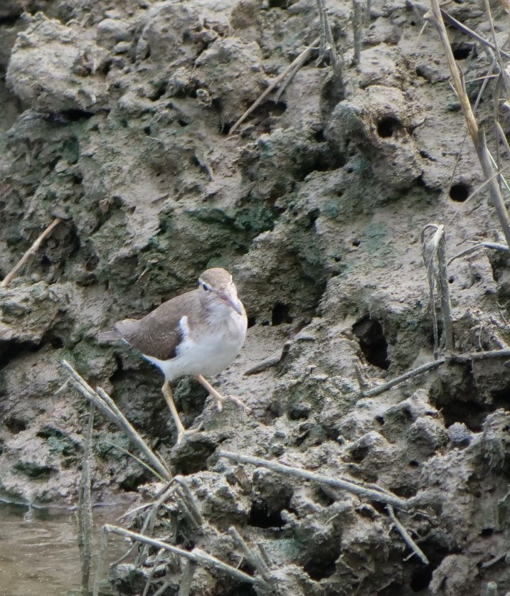 Spotted Sandpiper - ML615879057