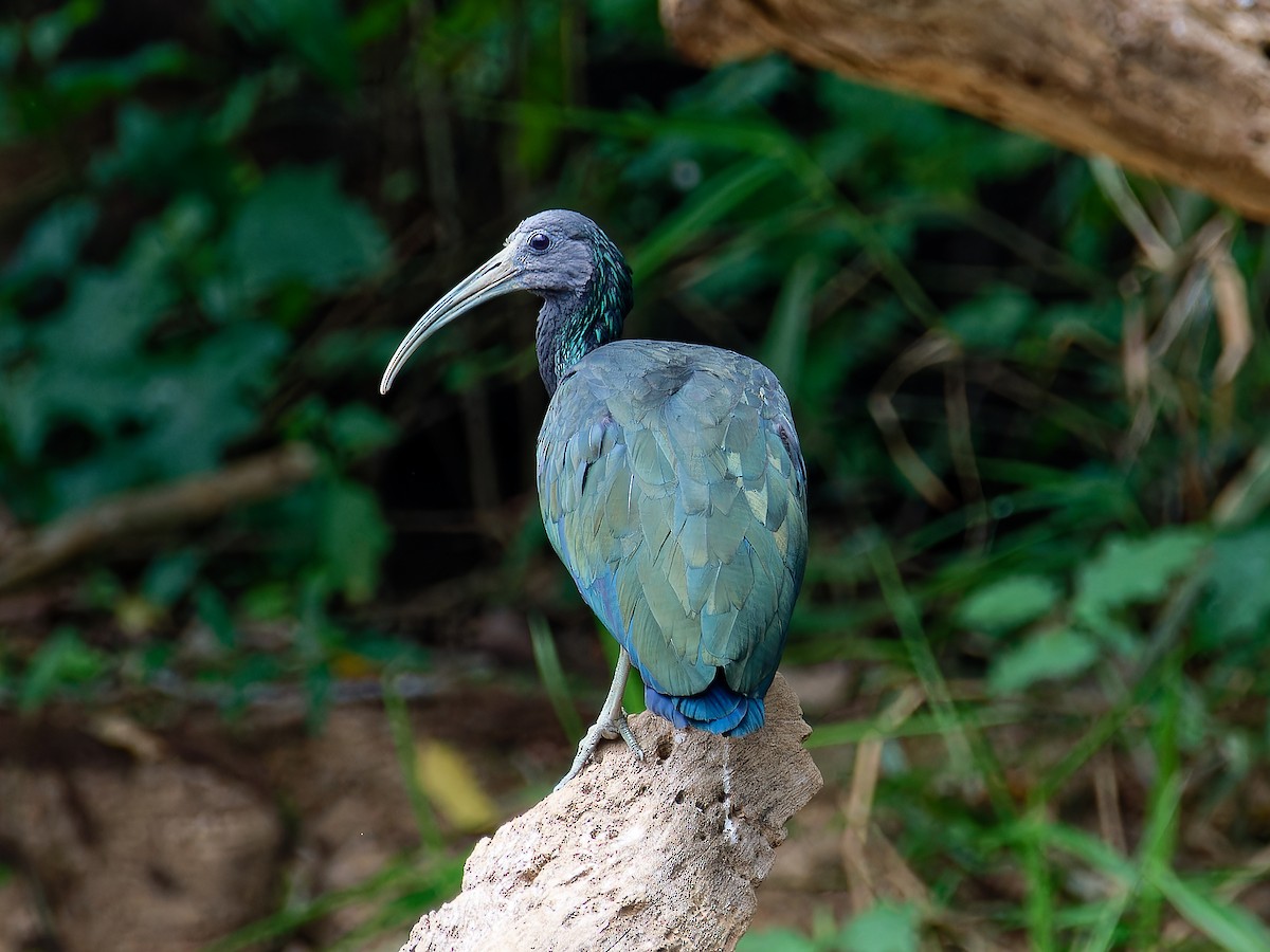 Green Ibis - ML615879114