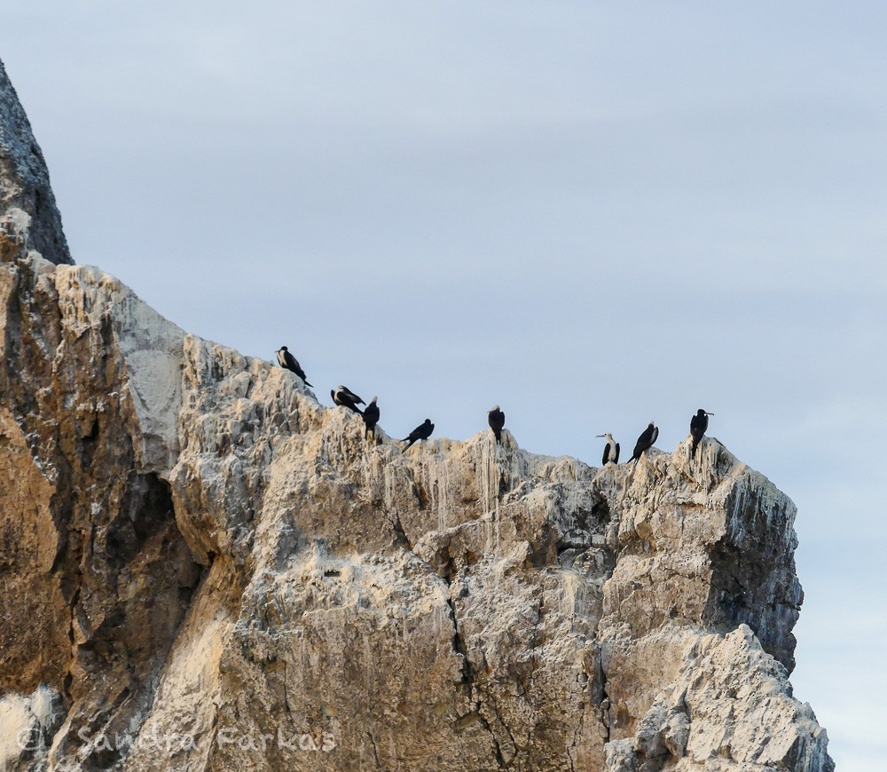 Magnificent Frigatebird - ML615879115