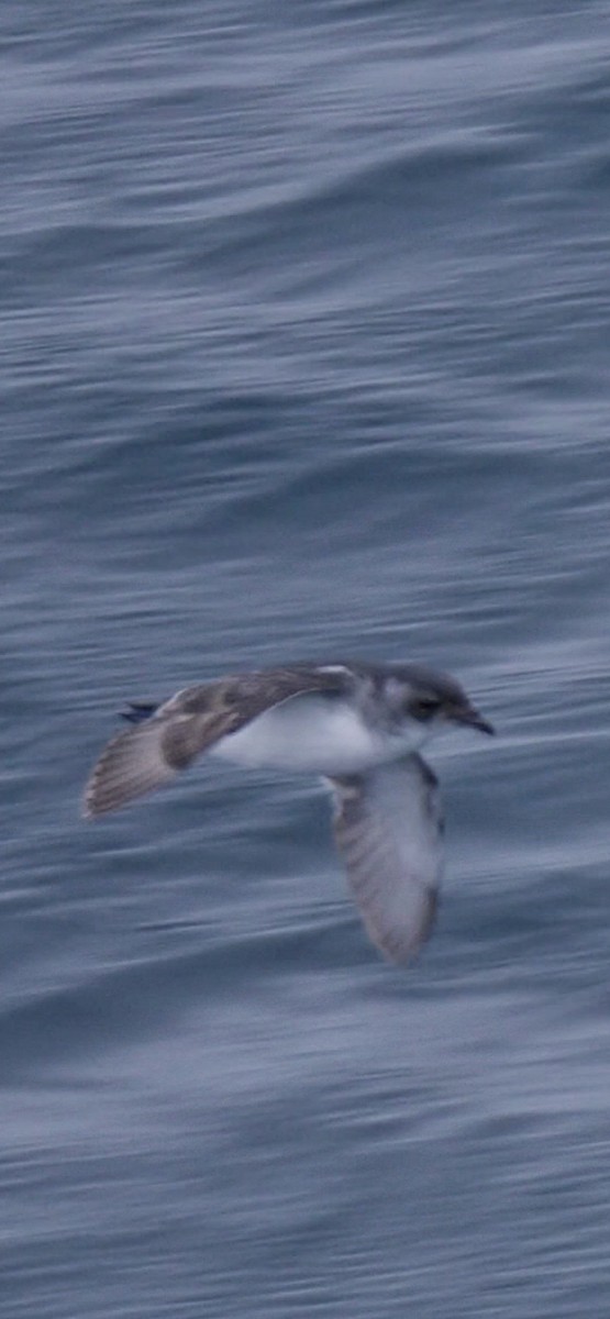 South Georgia Diving-Petrel - ML615879199