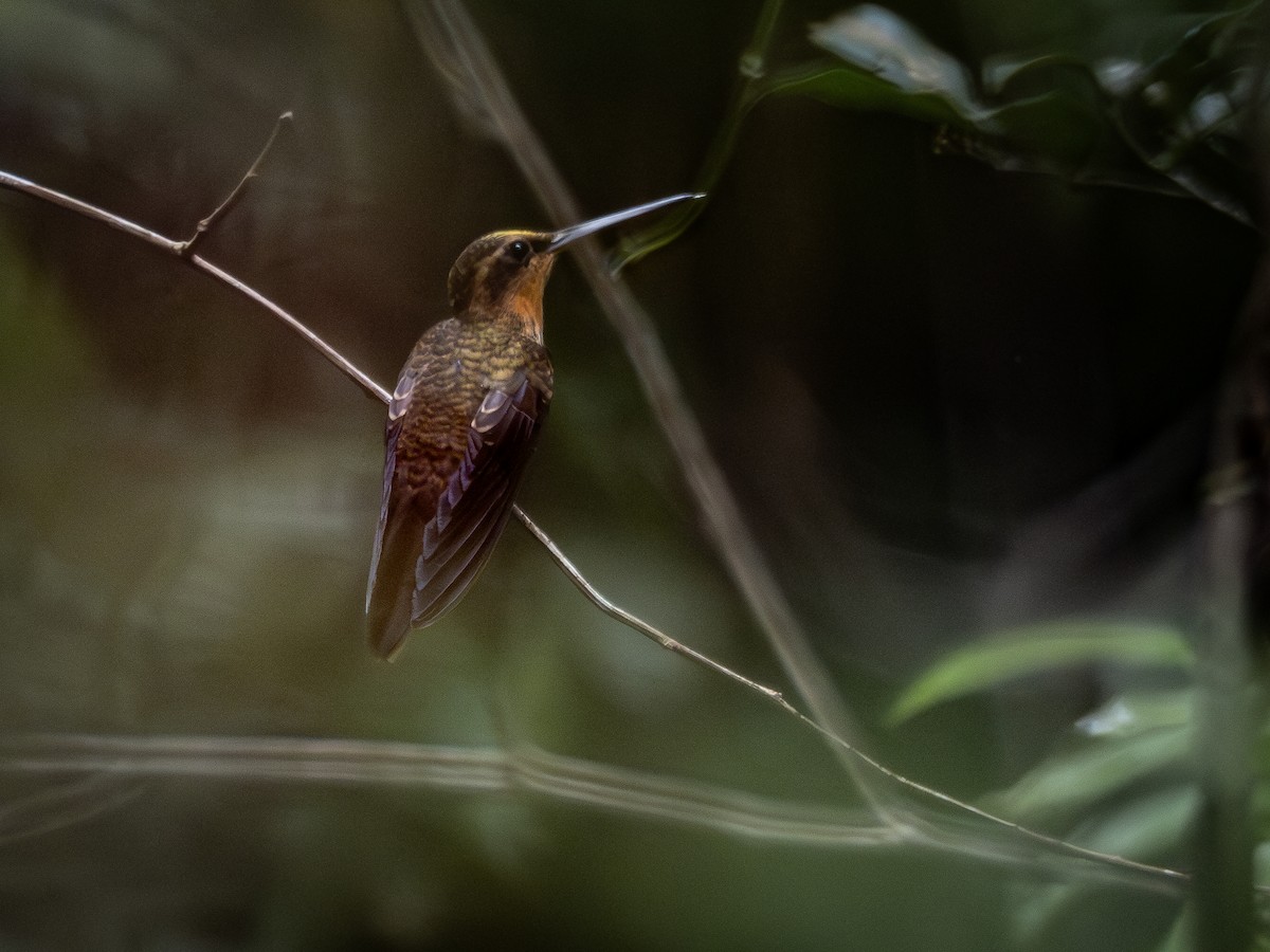 kolibřík pilozobý - ML615879201