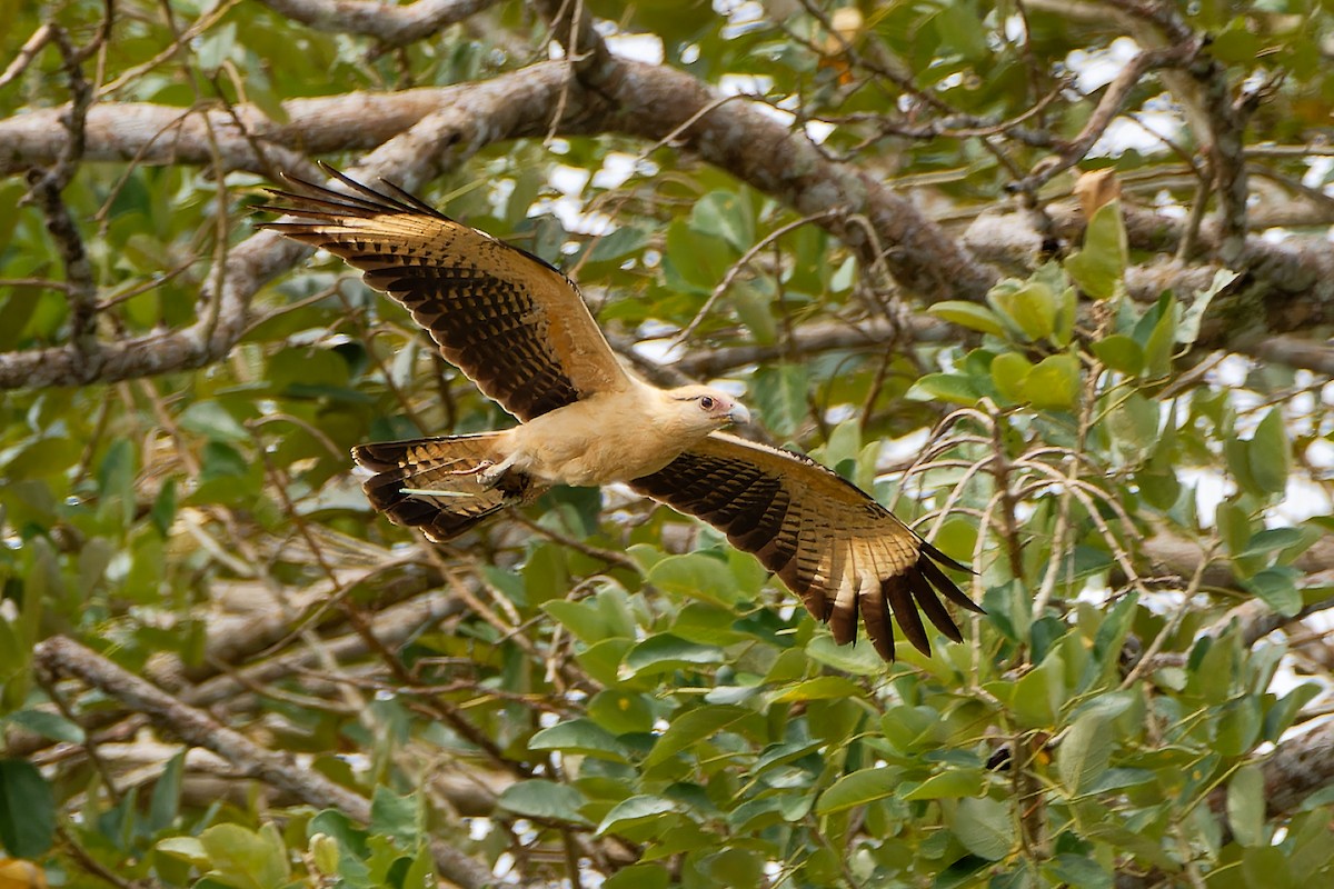 Yellow-headed Caracara - ML615879203