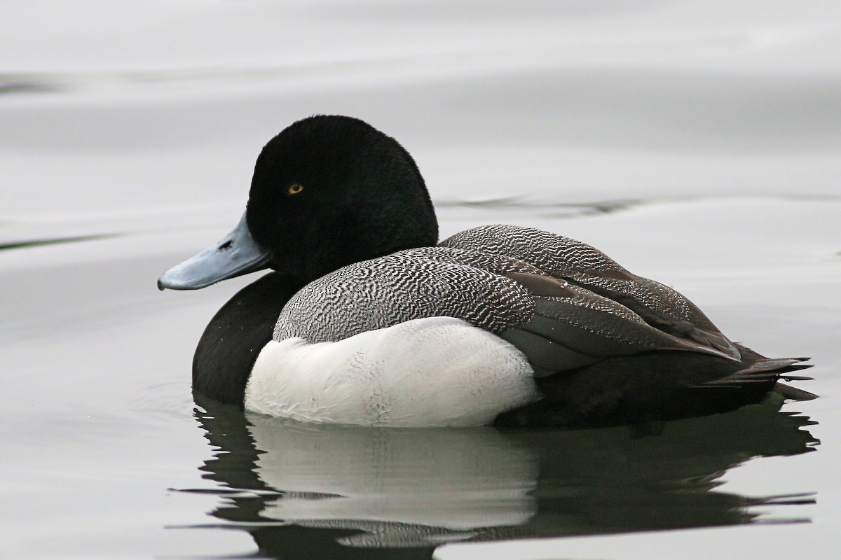 Greater Scaup - ML615879232