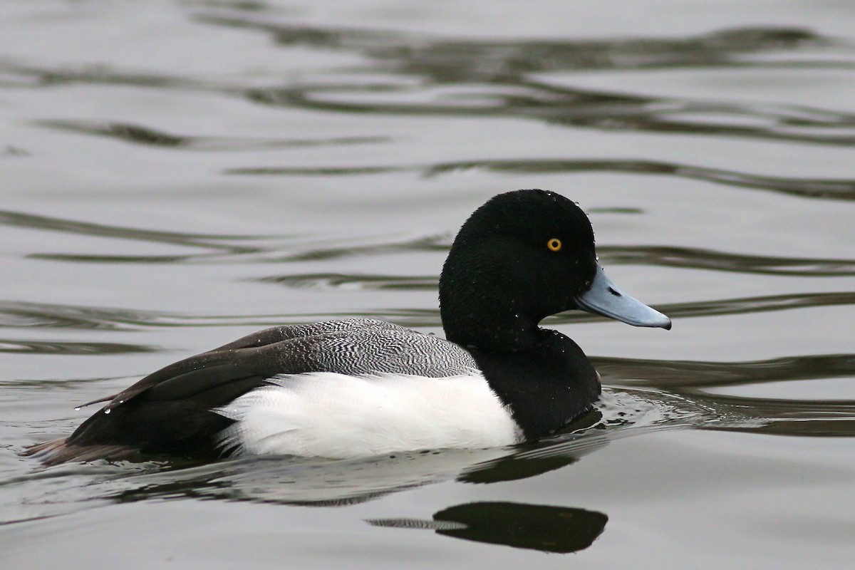 Greater Scaup - ML615879234